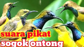 satu jam...... suara pikat burung sogok ontong ribut paling jernih Anti zoonk