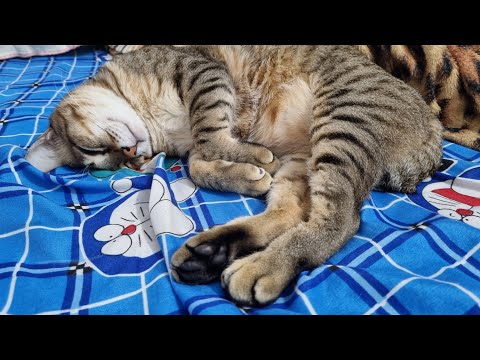 Video Chuyện tâm linh.. về vết sẹo trên lưng khế thúi - youtube