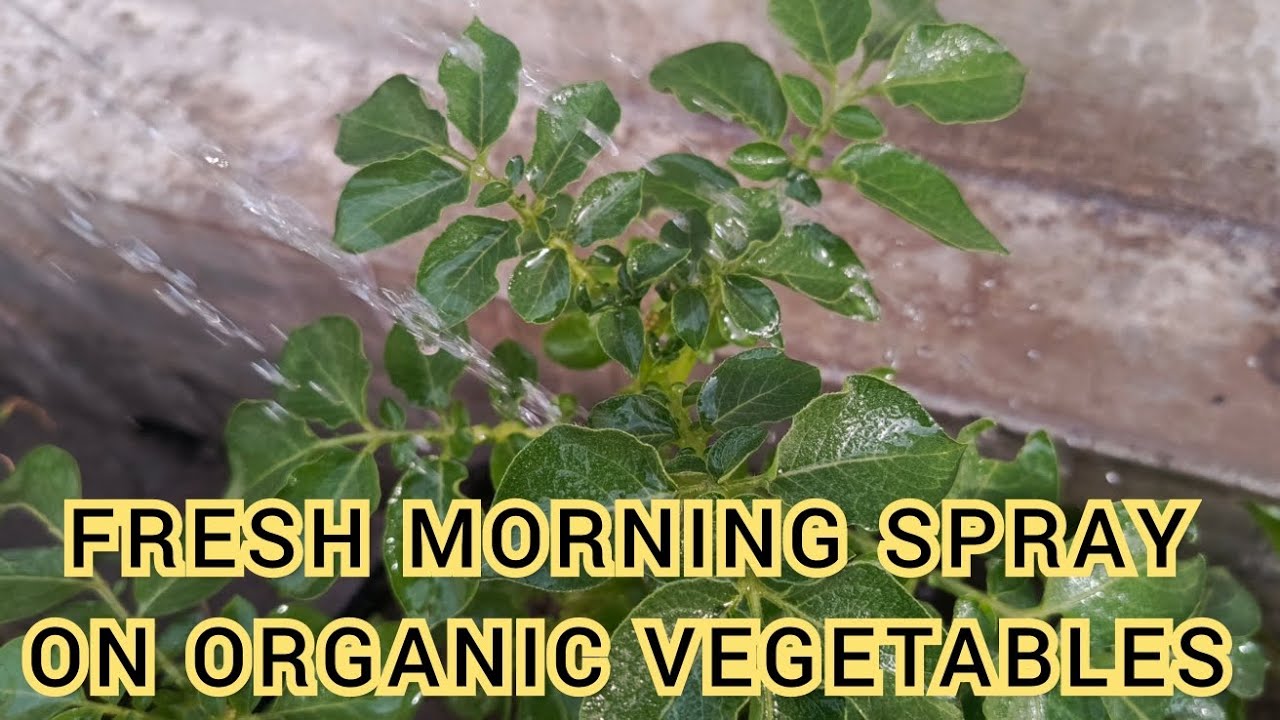 Fresh Morning Spray on Organic Kitchen Garden Vegetables| DIY Tips for Terrace garden| 