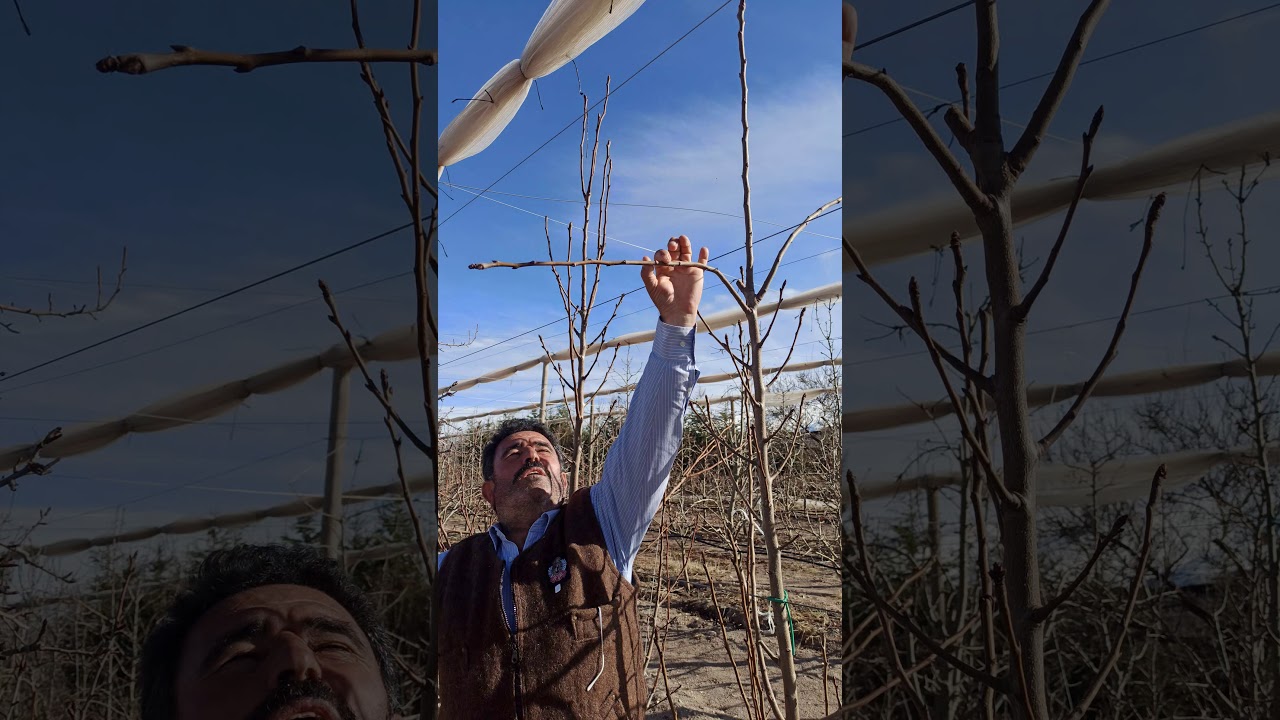 #Deveci #Armut #Budama Deveci Armudunda Budama Püf Noktaları