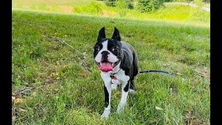 Boston Terrier Puppy - Fun at the Park by Poppy the Boston Terrier  459 views 1 year ago 1 minute, 13 seconds