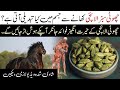Amazing Benefits Of Green Cardamom Sabz Elaichi Ke Fayde Islamic Teacher Official