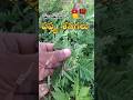 Mango Garden weed control 🥭 #Shorts #mango #garden #land #farm #farmlife #weed #management #factory
