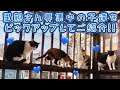 【紹介】みんな可愛くて困っちゃう！自慢の子達です！
