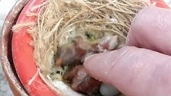 Chardonnerets, canaris, suivi d'élevage et nouveaux jeunes chardonnerets