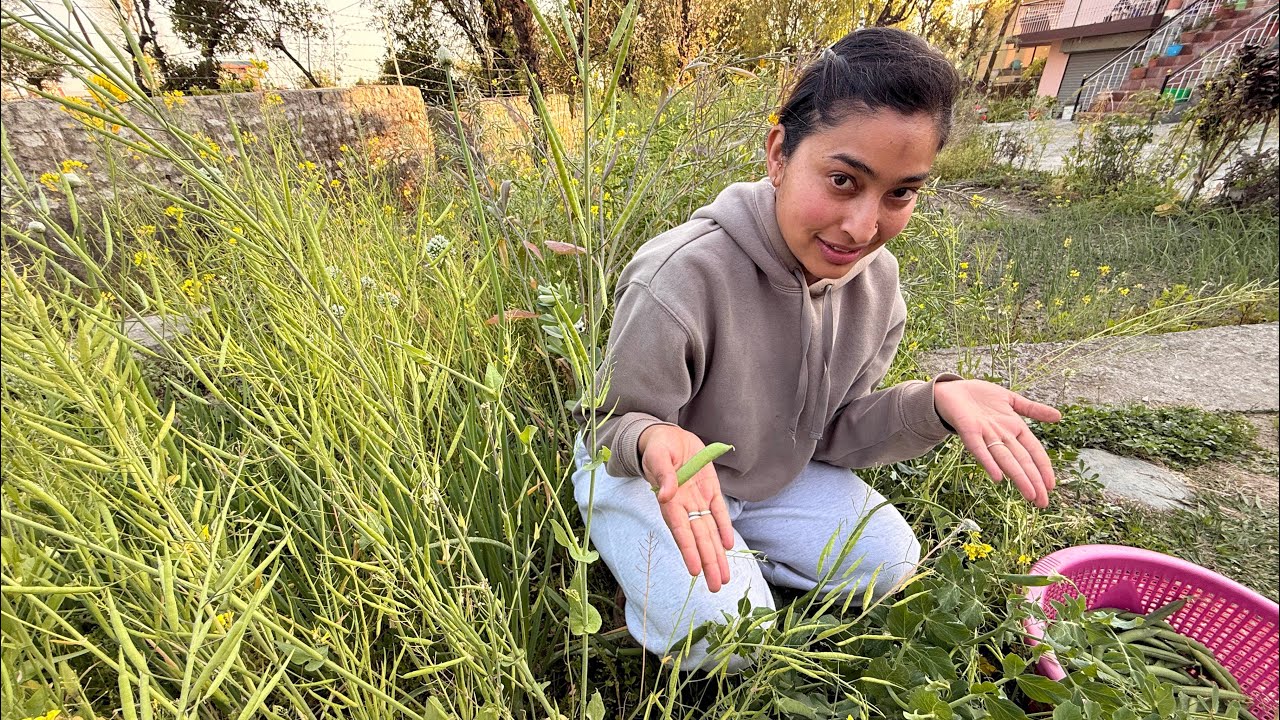 Subah Plant Repotting, Sham Ko Kheton Se Matar & Amrood 🍃 | Life with Sumo