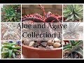 Aloe and Agave Collection 1 (September 2018)