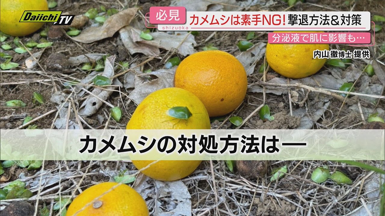 例年の10倍】“カメムシ”が猛暑の影響などで大発生！不快な臭いや体液