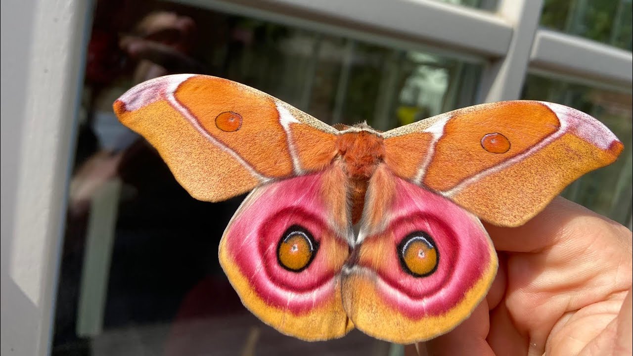 Antherina suraka (Madagascar Bullseye Moth) - YouTube