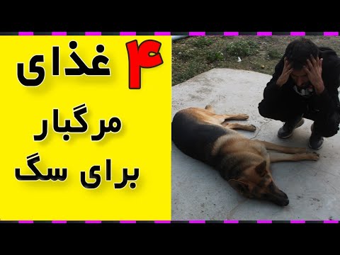 تغذیه سگ رو اگه نشناسی رو لبه ی تیغی!! حساس ترین موضوع برای سگها