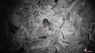 pig farm and waste disposal ratting