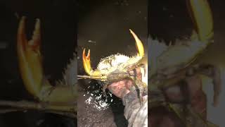Meracun banyak udang dan kepiting🦀🦐 #tambak #kalimantan #kepitingbakau #fypシ #ikan #jupu