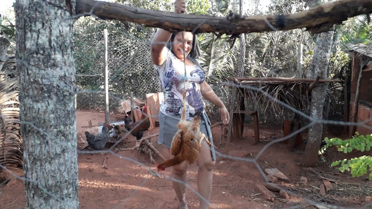 separando galinhas caipira das poedeiras