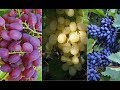 Полезные свойства и противопоказания ягод, листьев и косточек винограда