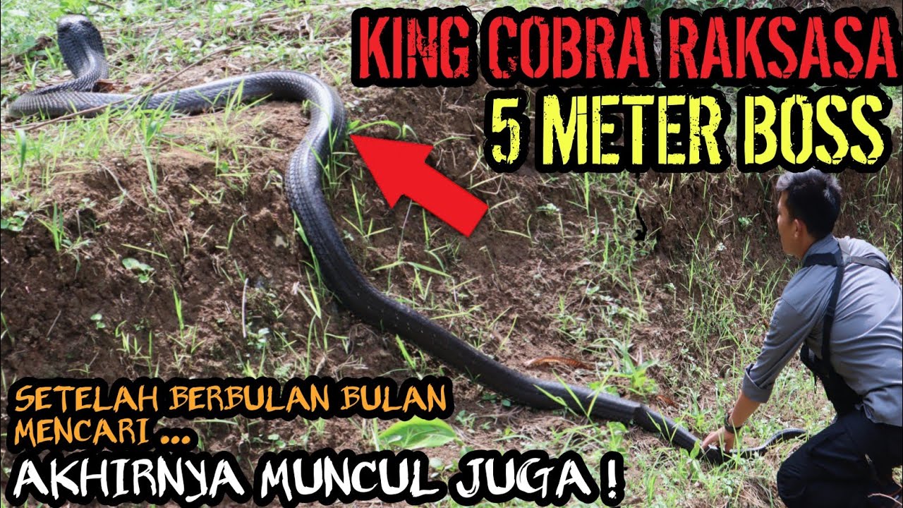 AKHIRNYA KETEMU! MONSTER KING COBRA 5 METER PENGHUNI KEBUN WARGA! DISAKSIKAN WARGA LANGSUNG