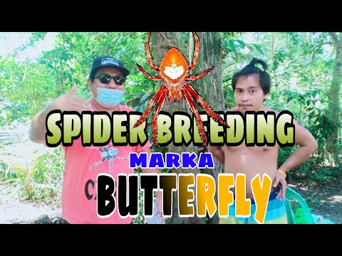 Video: Paano Mag-breed Ng Gagamba