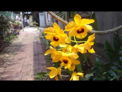 Bất ngờ trước vẻ đẹp loài lan rừng Long Nhãn trong vườn nhà Xơ Rá |Orchid | Foci