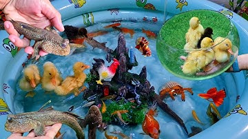 Video động vật dễ thương, vịt, cua biển, con gà, cá thòi lòi, cá ba đuôi bên trong hồ bơi cá cảnh