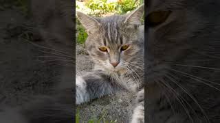 Самый Лучший Терапевт #Shortscats #Cat #Tiktok #Юмор