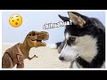Alexa Orders My Husky A T- Rex!