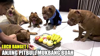 My Dog Feasts on Fruits | Funny Dogs Videos #hewiepitbull