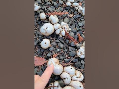 Puffer mushrooms! #mushroomhunting #rigby #penelope #pnw #puffball # ...