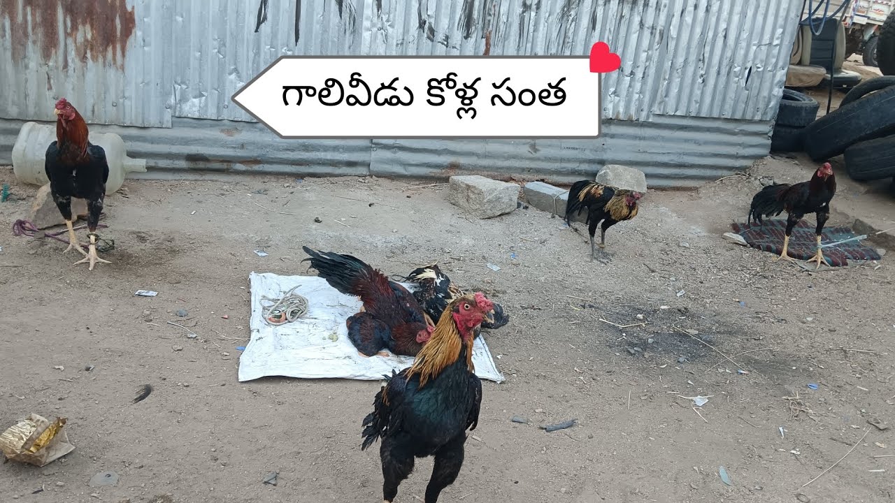 గాలివీడు కోళ్ల సంత గురువారం 6/03/2025#plees subscribe rayalaseema natu kollu youtube channel