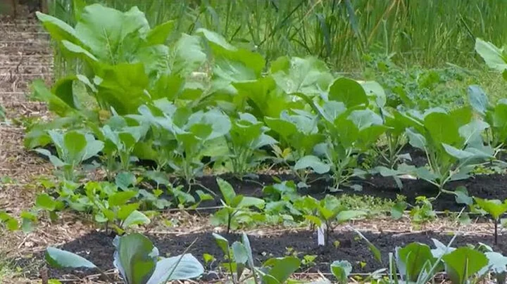 What does the federal $12B aid package mean for Ga. farmers?