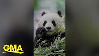 Adorable new pandas arriving at the National Zoo from China