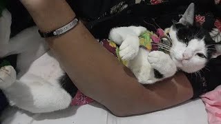 Cute Cat, Kucing manjaa