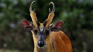 Indian Muntjac/Barking Deer (Muntiacus muntjac)