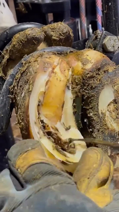 kaki ternak ini disarangi belatung #shorts #cow #viral #trending #youtube
