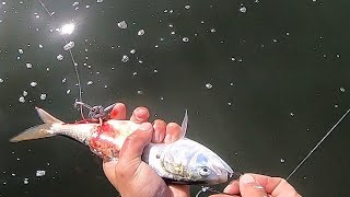 LIVE BUNKER Striped Bass Fishing!
