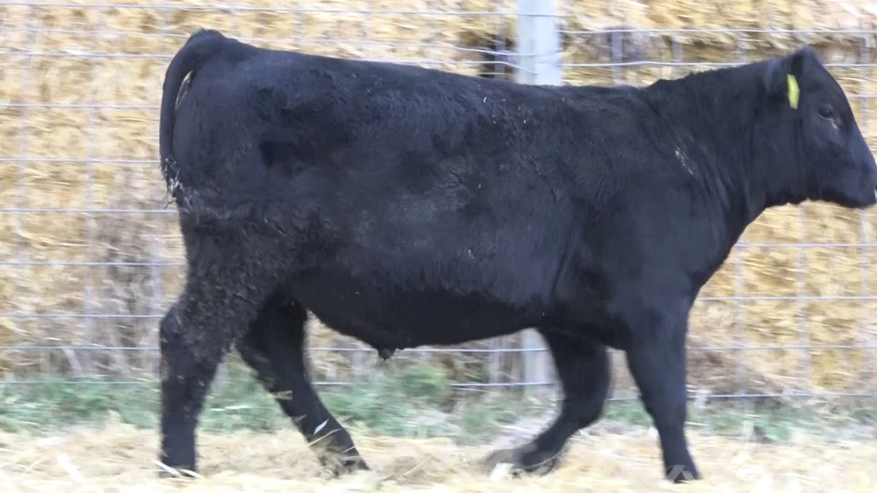 camera iphone 8 plus apk LOT 280