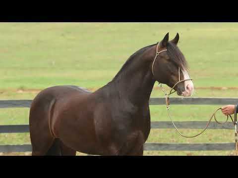 Lote 01 BASCO VALE QUATRO