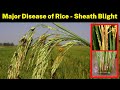 Major disease of rice  sheath blight  sheath blight of rice or paddy  krishi network