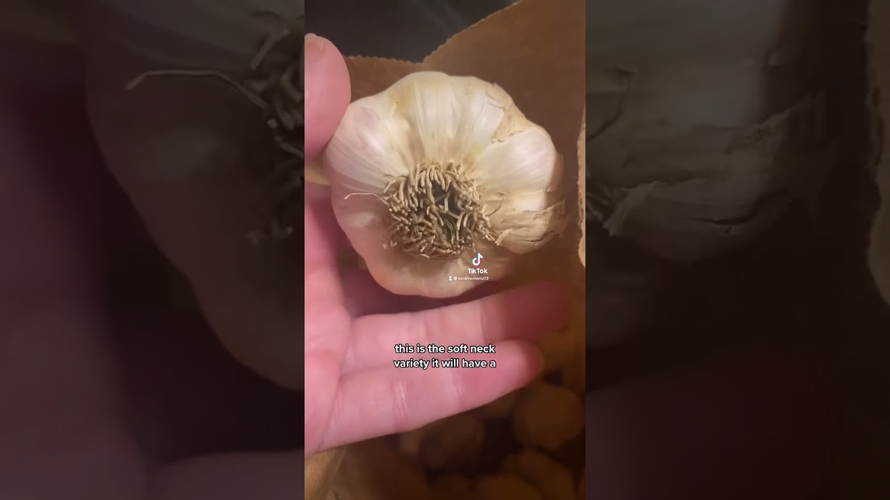 Garlic Order Unboxing from Filaree Garlic Farm
