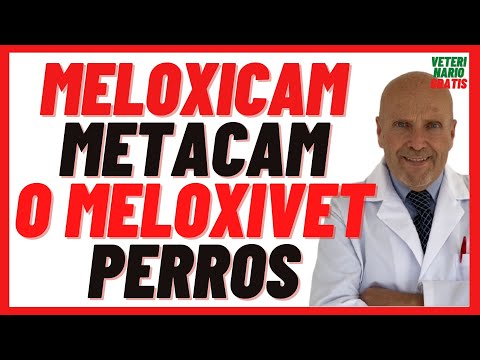 Antiinflamatorio Meloxicam (Meloxivet Metacam)🔴 Dosis, Efectos Secundarios, Para que sirve en Perros