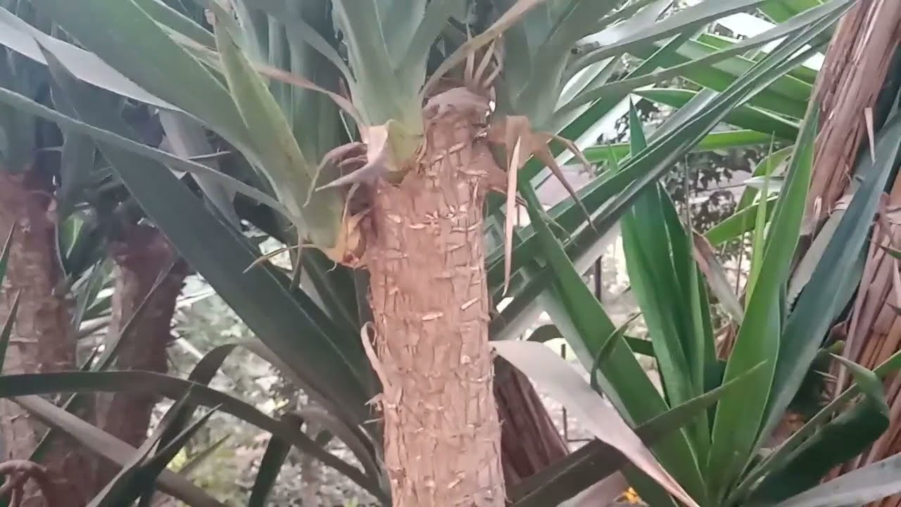 طريقه اكثار نبات اليوكا عن طريق الخلفه الميعاد المناسب