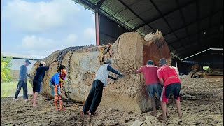 Sogkok trembesi wood saw from Madiun worth 550 million belonging to a Tembako boss!! Sawmills