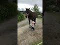 Little girl leads horse  viralhog