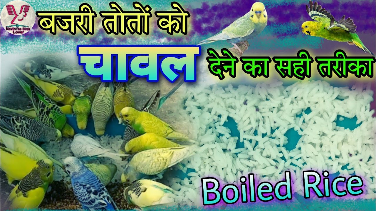 Give Boiled Rice To Budgies Parrots बजरी तोतों को चावल खिलाना जरुरी। budgiesparrots YouTube