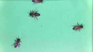 BeeAlarmed - Bee Hive Monitoring (Open Source) - Example to detect a varroa mite (Read description)