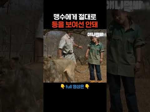 이때를 노렸어 #애니멀봐 #shorts