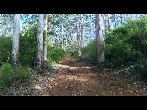 The Flashbulb - Morning Run