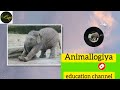 Elephants-(हाथियों)-informative, instructive, scientific video