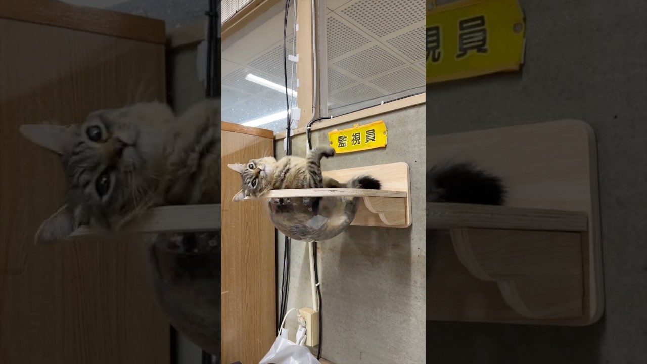 天空の城コテン #猫