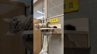 天空の城コテン #猫