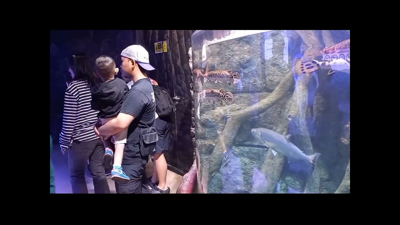 Melihat ikan di Bx SEA Bintaro | #ikan #bxsea #bintaroxchange 