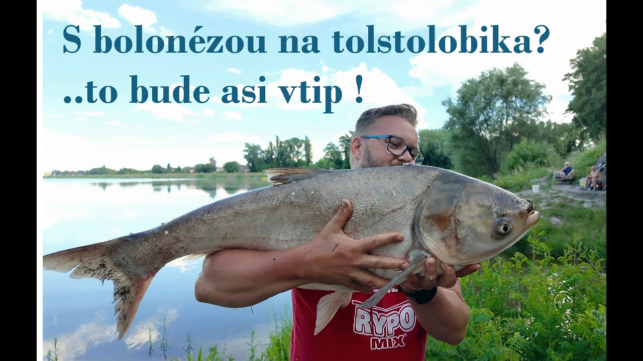 S bolonézou na tolstolobika? ...to bude asi vtip !  #catchandrelease